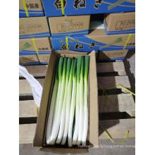 Fresh Green Onion Fresh Scallion From China